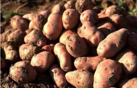 一斤一塊五——實(shí)名制洋芋網(wǎng)銷訂單累計(jì)近4萬(wàn)單