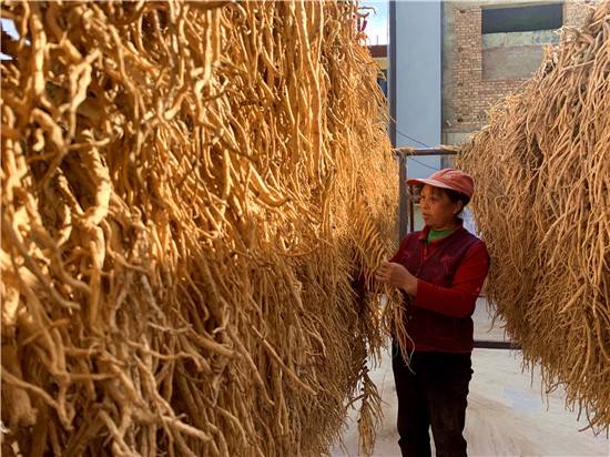 胭脂故里藥香濃——臨夏康樂(lè)縣發(fā)展中藥材產(chǎn)業(yè)見聞