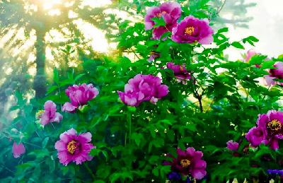 【“甘味”故事】“百花王”駕到！國色傾城正當(dāng)時
