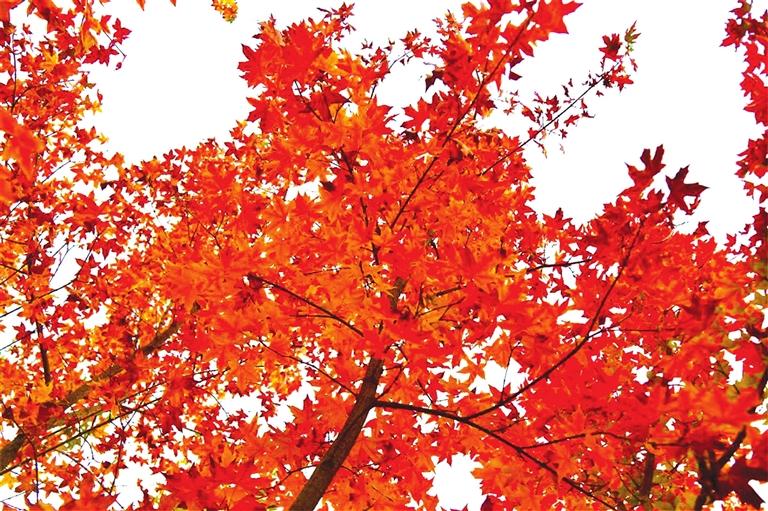 出彩啦！蘭州高校秋景驚艷來襲，快到秋日調(diào)色盤里pick你的母校