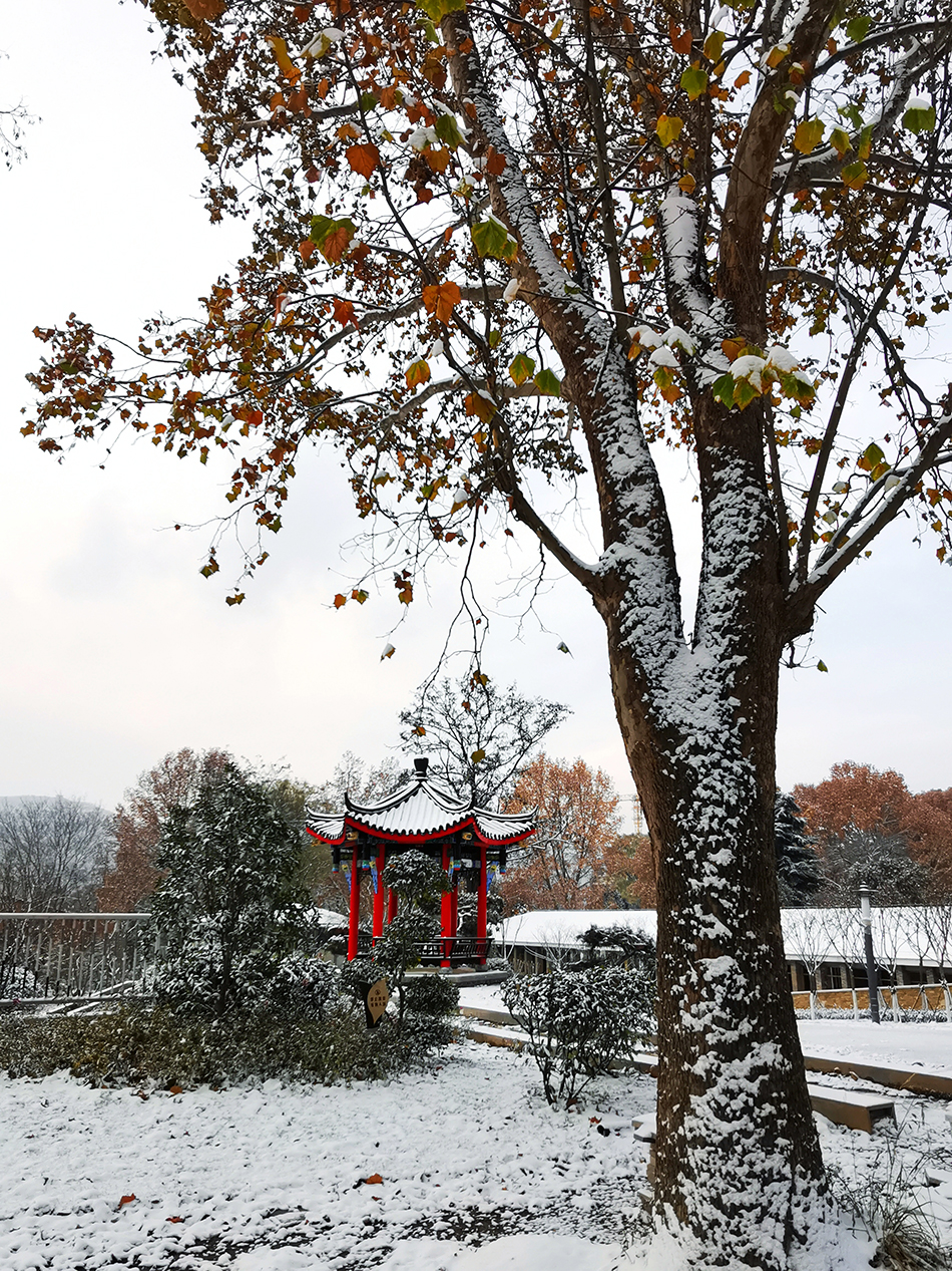 高清大圖|天水弘文園初雪，你喜歡嗎？