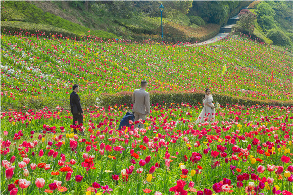 花海間，拍上一組美美的婚紗照。羅云希 攝