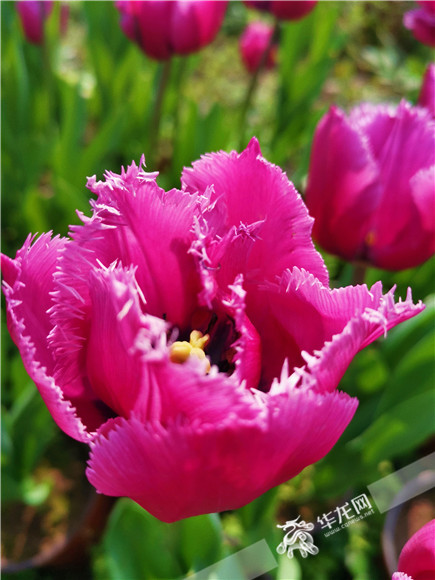 特色郁金香品種，花邊呈鋸齒狀。華龍網(wǎng)—新重慶客戶端記者 舒婷 攝