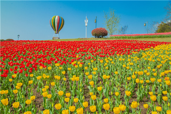 長(zhǎng)壽湖郁金香開(kāi)得正好。羅云希 攝