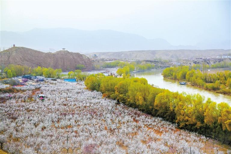 甘肅旅游丨唐汪杏花開(kāi) 楚楚等君來(lái) 在這里賞花看丹霞，美哉！