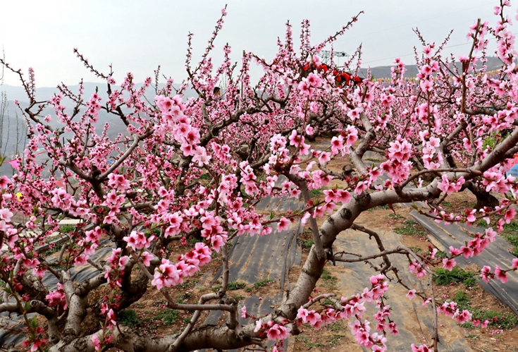 天水秦安桃花會4月12日開園 “碼上游”也精彩