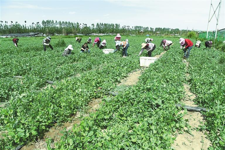 臨夏縣百益現(xiàn)代農(nóng)業(yè)公司種植的500多畝豌豆苗、甜豆等進(jìn)入豐產(chǎn)期