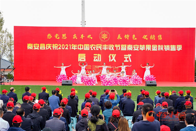 【慶豐收·感黨恩】天水秦安：豐收節(jié)曬蘋果 助力農(nóng)民有個(gè)好“錢”景