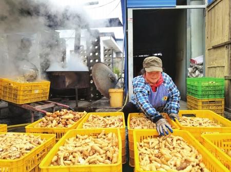 村民在康縣陽壩鎮(zhèn)陽壩村天麻種植大戶胡國強家加工天麻。