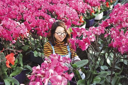 甘肅省定西市臨洮縣各花卉基地的蝴蝶蘭競相綻放