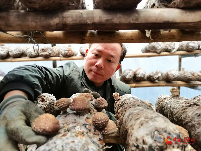 【小康圓夢(mèng)·看甘肅】康縣：香菇飄香促農(nóng)增收
