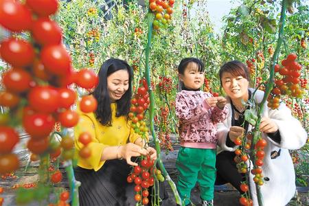 酒泉市肅州區(qū)東洞戈壁產(chǎn)業(yè)園里的圣女果、人參果陸續(xù)成熟上市