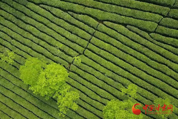 隴南武都：綠葉子變“金葉子” 小茶葉托起大產業(yè)