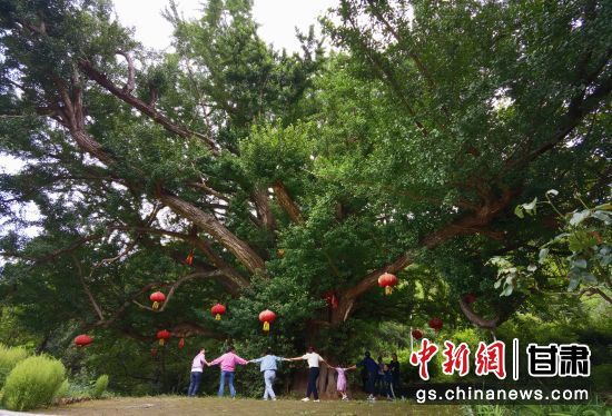 隴南徽縣境內最古老的銀杏樹。當?shù)貍髡f，它已有千年樹齡。（資料圖）殷春永 攝