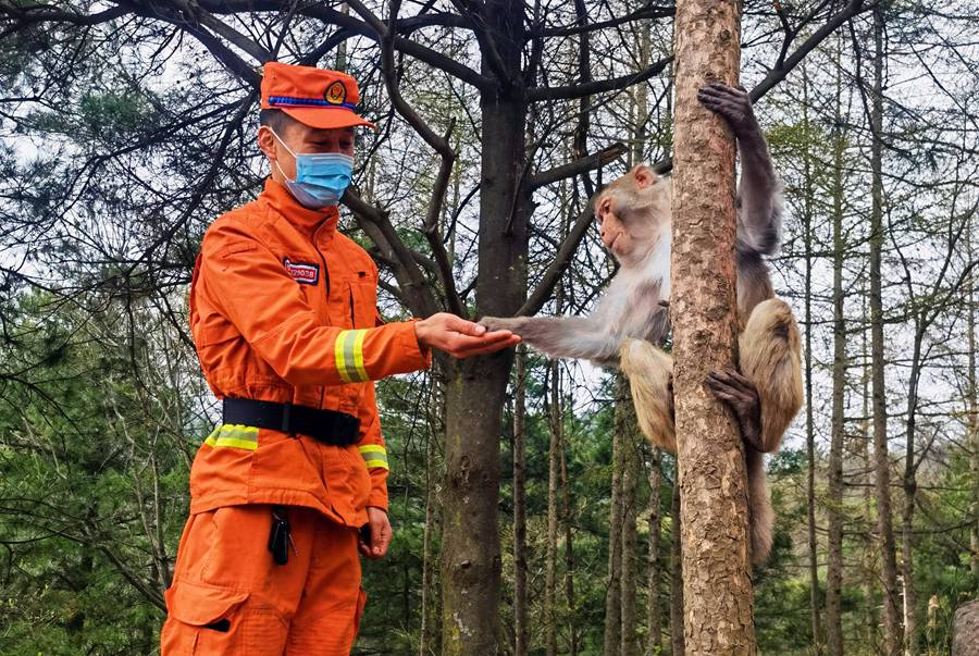 【甘快看】嗨！你好！甘肅隴南森林消防員巡護(hù)途中偶遇野生獼猴群
