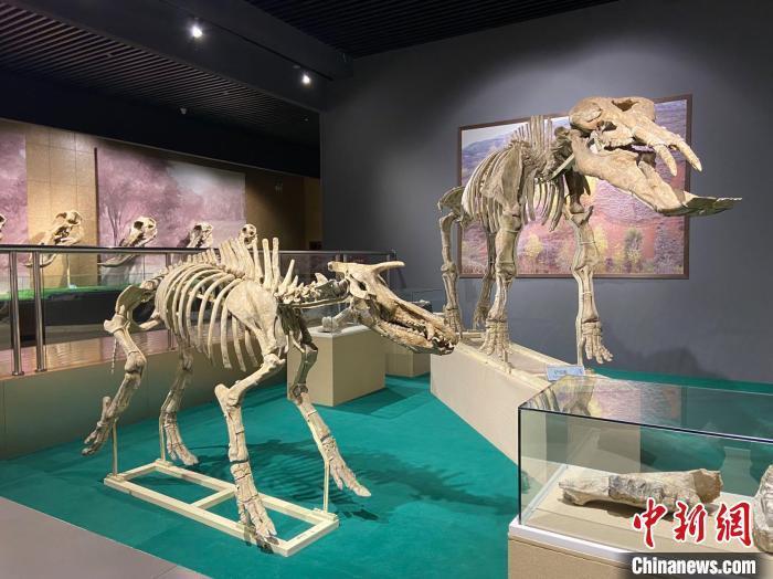 圖為5月底，和政縣古動物化石博物館內(nèi)修復后的古生物化石?！「哒?攝