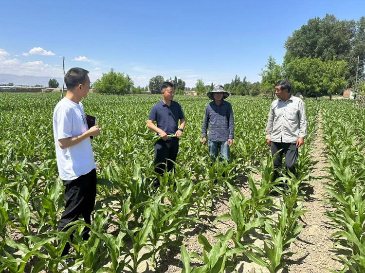 臨澤縣蓼泉鎮(zhèn)紀(jì)委工作人員深入田間地頭，現(xiàn)場了解玉米制種長勢和產(chǎn)業(yè)發(fā)展情況。.jpg