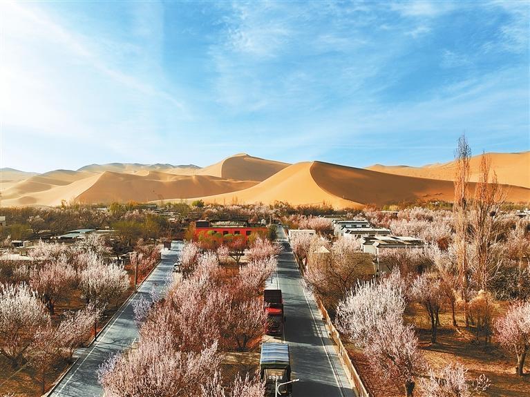 近日，敦煌鳴沙山下的李廣杏杏花陸續(xù)開放，美如畫卷。新甘肅·甘肅日報通訊員　張曉亮