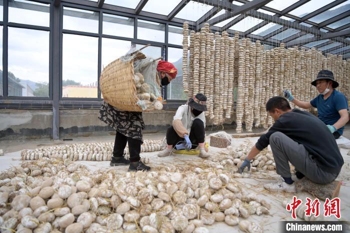 5月10日，甘肅省甘南藏族自治州迭部縣一青稞酒廠，工作人員用青稞面和青稞草等制成的曲坯用繩子串起來，方便掛起來曬干。九美旦增　攝