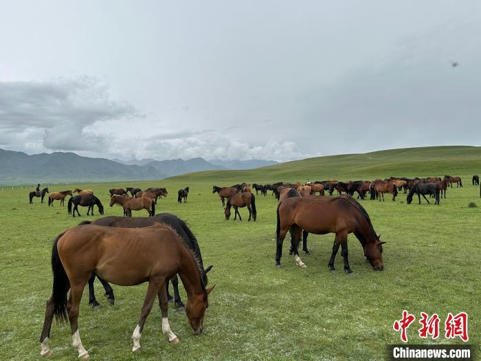7月中旬，在山丹馬場(chǎng)草原上吃草的“山丹馬”?！〈魑牟?攝
