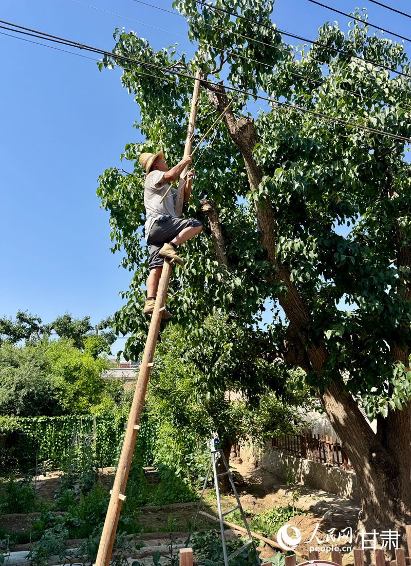 什川古梨園果農(nóng)魏至玉正踩著蜈蚣梯修剪自家的百年梨樹。人民網(wǎng)記者 焦隆攝