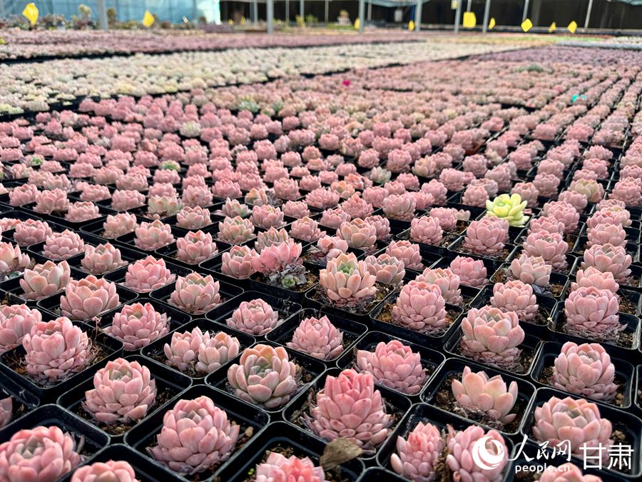 蘭州鑫源現(xiàn)代農(nóng)業(yè)休閑觀光旅游景區(qū)多肉大棚。人民網(wǎng)記者 焦隆攝